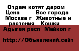 Отдам котят даром › Цена ­ 10 - Все города, Москва г. Животные и растения » Кошки   . Адыгея респ.,Майкоп г.